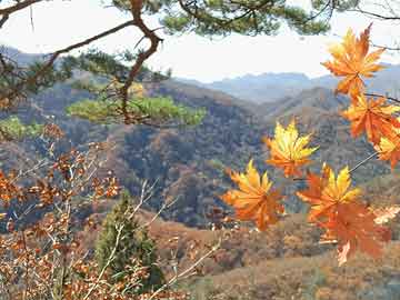 管家婆正版四不像圖片期期準(zhǔn)