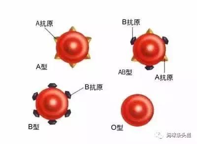 abo溶血,abo溶血，深入解析與定義的新視角,平衡策略實(shí)施_云版81.94.33