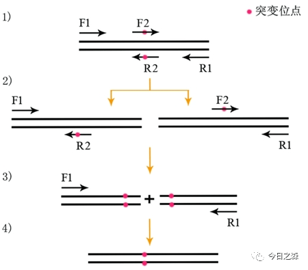 pcr引物合成原理,PCR引物合成原理，可靠解答解釋定義,最新方案解答_專屬款12.49.56