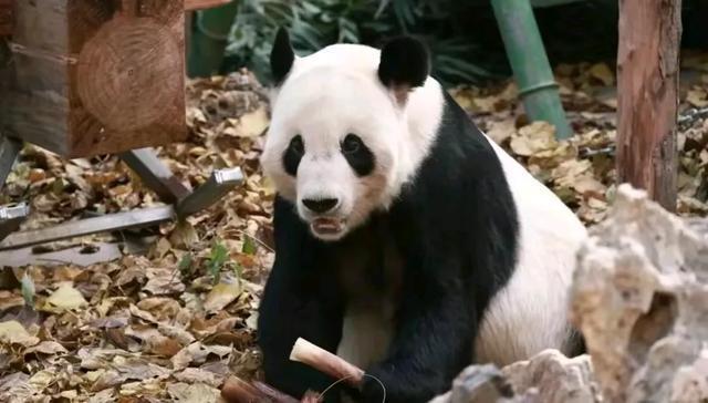 北京動物園在更新大熊貓古古的視頻方面可能會有一些臨時性的調整或暫停。這可能是由于多種原因造成的，比如拍攝計劃的調整、視頻制作進度的延遲等。如果您對古古的最新動態(tài)感興趣，建議您關注北京動物園的官方網站或社交媒體賬號，以獲取最新的信息和更新。同時，也要理解并尊重動物園的決定和安排，以確保古古和其他動物的安全和健康。