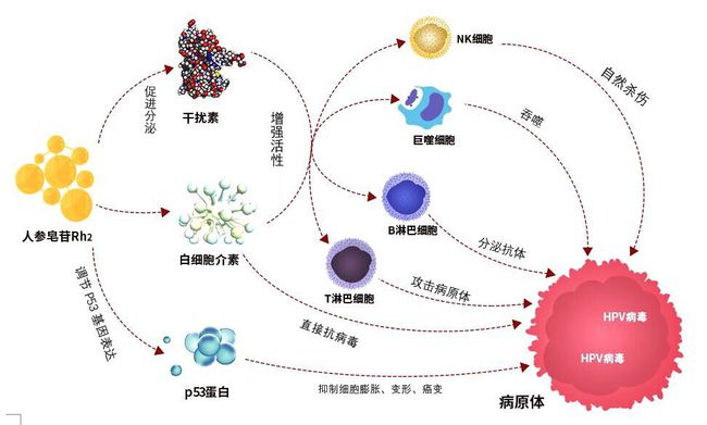 多數(shù)人感染HPV后兩年內(nèi)可自愈