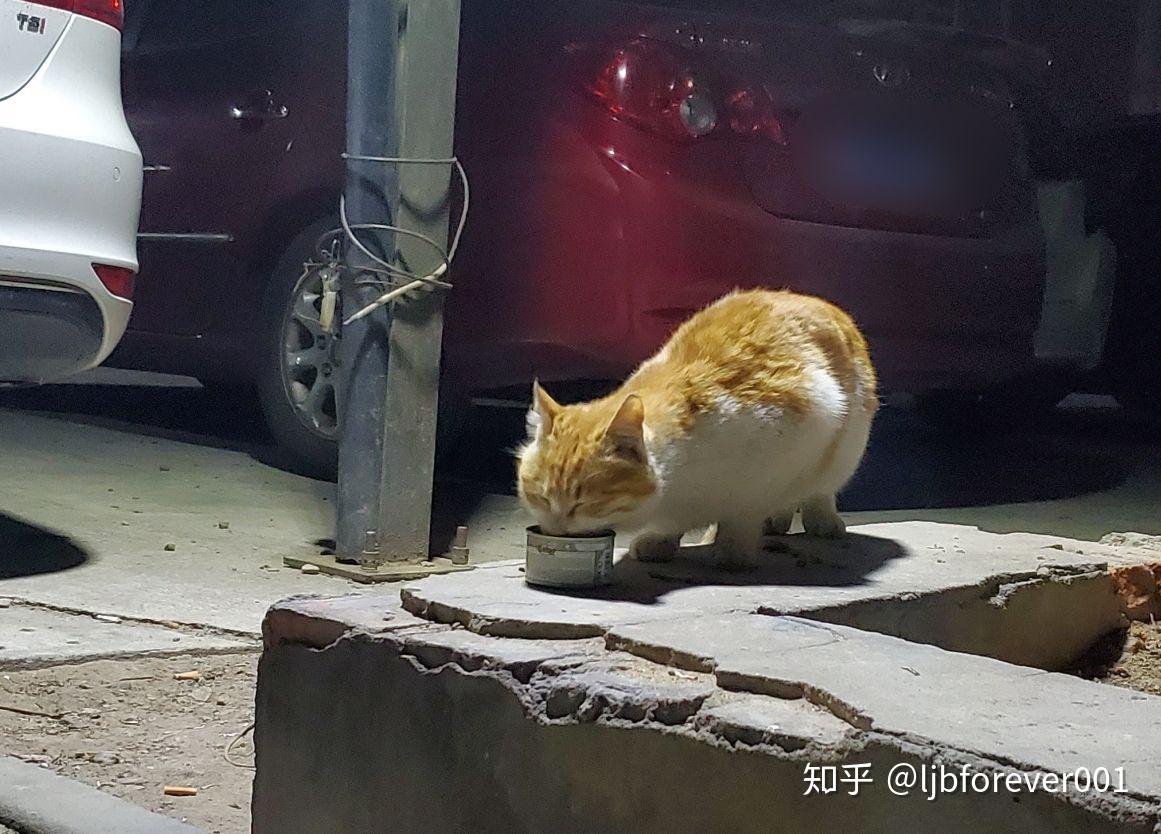 58歲卡車司機(jī)帶15只流浪貓回家過(guò)年