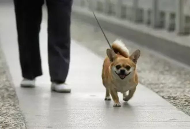 制止4條大型犬咬人男子系飼養(yǎng)員