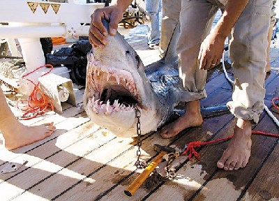 埃及紅海鯊魚襲人致1死1傷