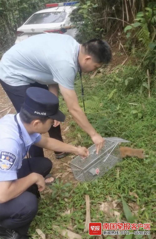 下水道撿到國家一級保護動物