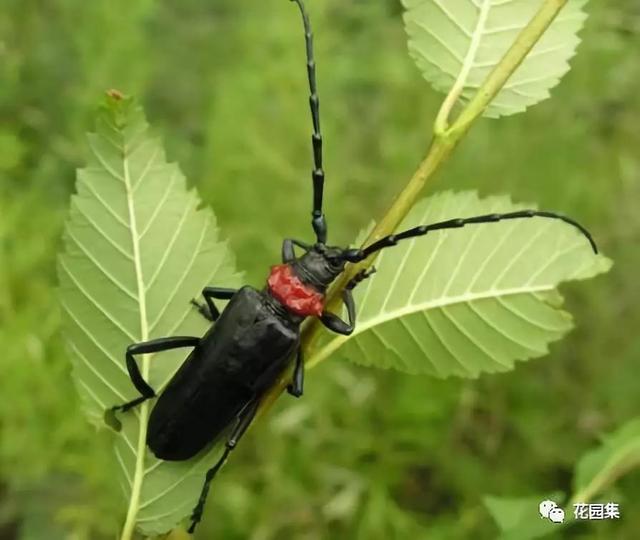 天牛紅五圖庫(kù)大全