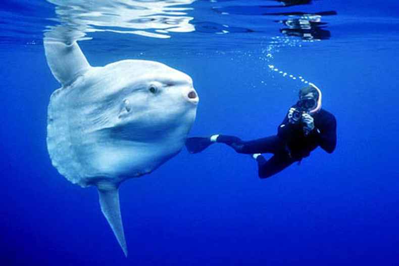 澳門今晚必開一肖1八百圖庫,日本水族館翻車魚因沒游客自閉