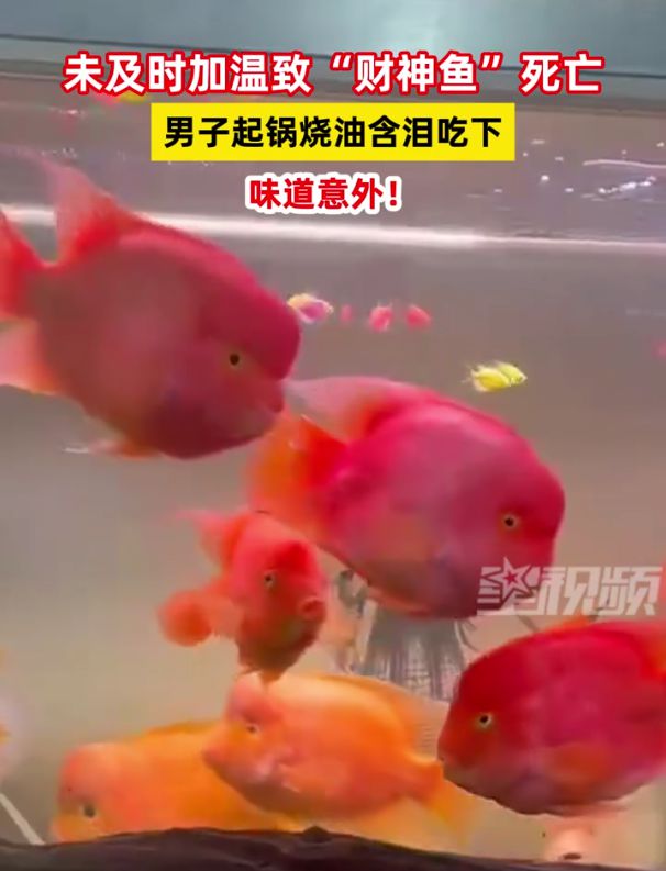 白小姐四不像必中一肖 正版 網(wǎng)址小免,財神魚死亡 男子起鍋燒油含淚吃下