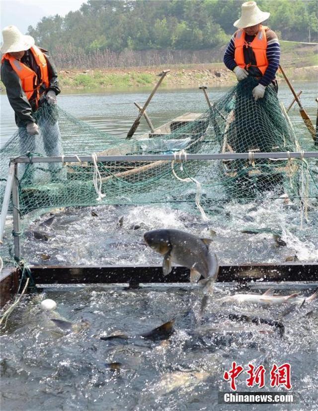 正版小魚(yú)兒免費(fèi)資料大全,漁民捕獲大青魚(yú)王笑開(kāi)花