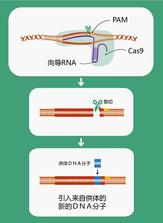 新澳門最長(zhǎng)的一肖是多少期末出,徐志勝家基因有多強(qiáng)大